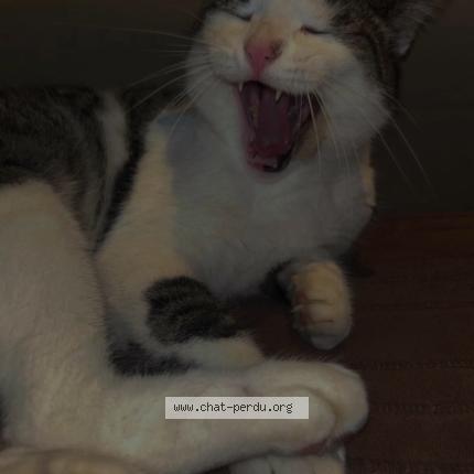 Foto 1/1 Pattoune Chat perdido en Rochefort