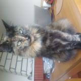 Foto del gato perdido en Melle