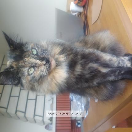 Foto 1/1 Philo Chat perdido en Melle