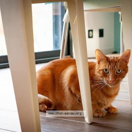 Foto 1/1 Isidor Chat perdido en Noyal muzillac