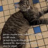 Foto del gato perdido en La Chapelle De Brain