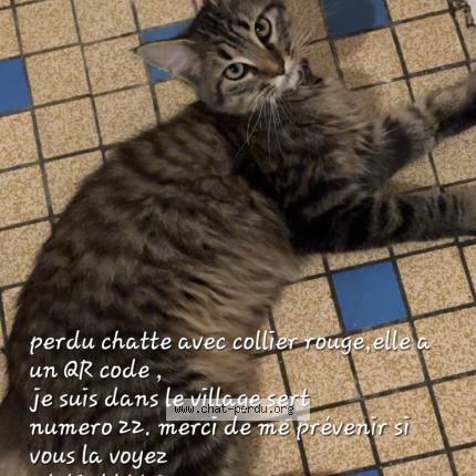 Foto 1/1 Iris Chat perdido en La chapelle de brain