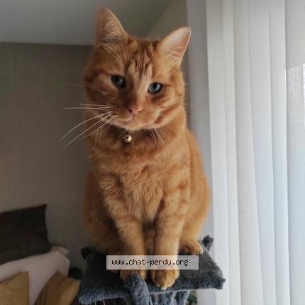 Foto 1/1 FILOU Chat perdido en La chapelle st luc