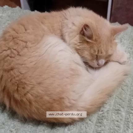 Foto 1/1 Pacha Chat perdido en Espira de lagly