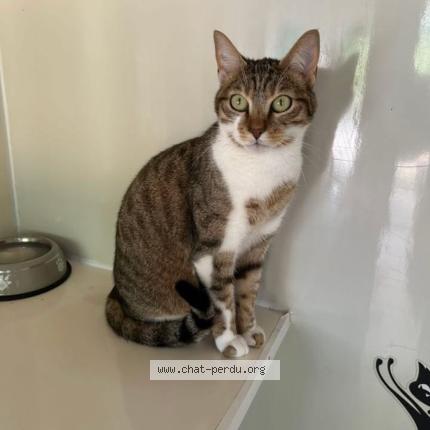 Foto 1/1 Chupa Chat perdido en Orleans