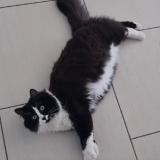 Foto del gato perdido en Plaisance Du Touch