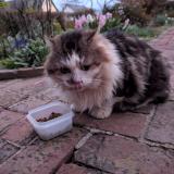 Foto de gato encontrado en Catenay