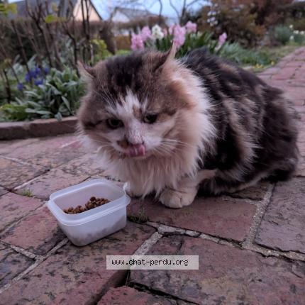 Foto 1/1 Gato encontrado Encontrado en Catenay