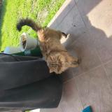 Foto de gato encontrado en Saint Jean De Vedas