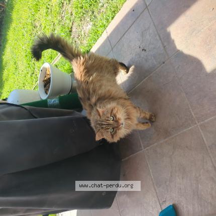 Foto 1/1 Gato encontrado Encontrado en Saint jean de vedas