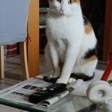 Foto del gato perdido en Gratentour