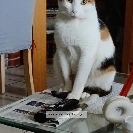 Foto 1/1 Lilith Chat perdido en Gratentour