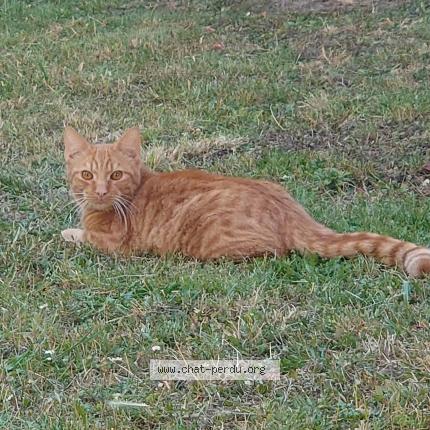 Foto 1/1 RIO Chat perdido en Reims