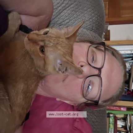 Foto 1/1 Parmesean Chat perdido en Ovid