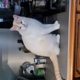 Foto del gato perdido en Anglure Sous Dun