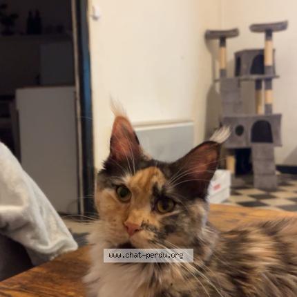 Foto 1/1 June Chat perdido en Ladern sur lauquet