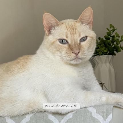 Foto 1/1 Mao Chat perdido en Genas