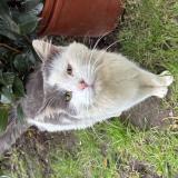 Foto de gato encontrado en Fouesnant