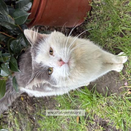 Foto 1/1 Gato encontrado Encontrado en Fouesnant