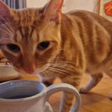 Foto de gato encontrado en Sours