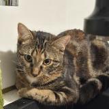 Foto del gato perdido en Corbeil Essonnes 91100