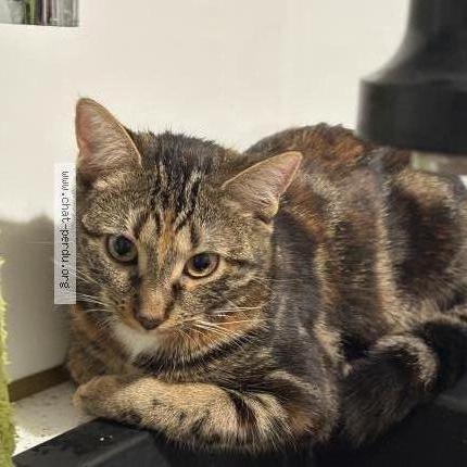 Foto 1/1 Moka Chat perdido en Corbeil essonnes 91100