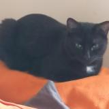 Foto del gato perdido en Saint Etienne Du Rouvray