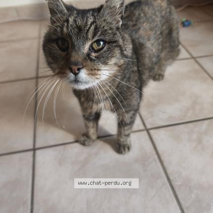 Foto 1/3 Gato encontrado Encontrado en Aigrefeuille d aunis
