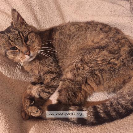 Foto 2/3 Gato encontrado Encontrado en Aigrefeuille d aunis