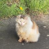 Foto de gato encontrado en Chateau Gonthier
