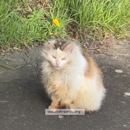 Foto 1/1 Gato encontrado Encontrado en Chateau gonthier
