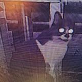 Foto de gato encontrado en Venissieux