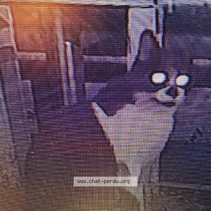 Foto 1/1 Gato encontrado Encontrado en Venissieux