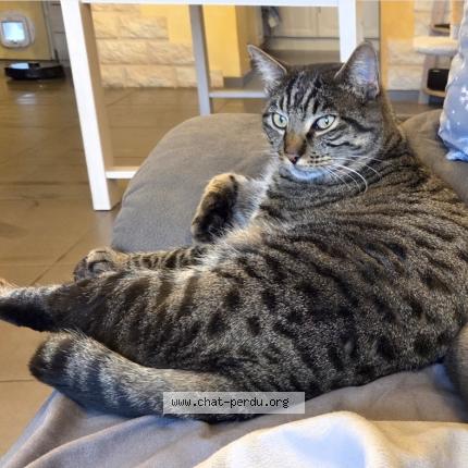 Foto 1/1 Yoda Chat perdido en Pierrevert