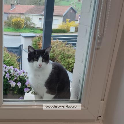 Foto 1/1 Gato encontrado Encontrado en Chavigny