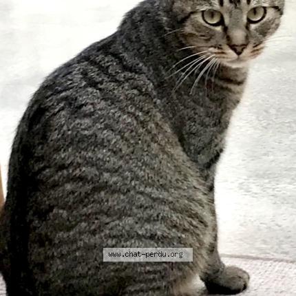 Foto 1/1 Tsuki Chat perdido en Paris