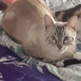 Foto del gato perdido en Tournefeuille