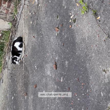 Foto 1/2 Gato encontrado Encontrado en Lens