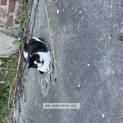 Foto 2/2 Gato encontrado Encontrado en Lens