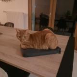 Foto del gato perdido en Musieges