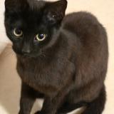 Foto de gato encontrado en Limoges