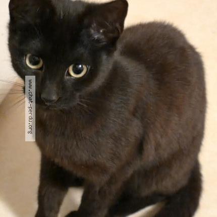 Foto 1/1 Gato encontrado Encontrado en Limoges