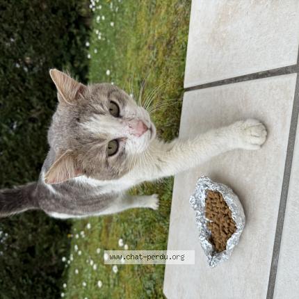 Foto 1/1 Gato encontrado Encontrado en Creon