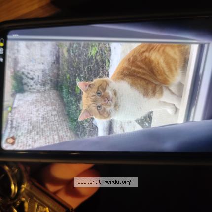 Foto 1/1 Gato encontrado Encontrado en Lille