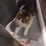 Foto del gato perdido en Castanet Tolosan