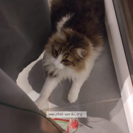 Foto 1/1 Booby Chat perdido en Castanet tolosan