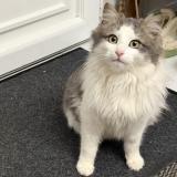 Foto de gato encontrado en La Ronde