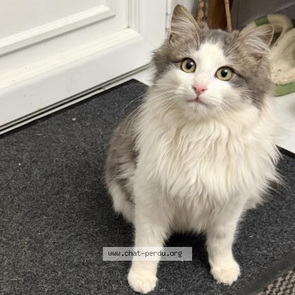 Foto 1/1 Gato encontrado Encontrado en La ronde