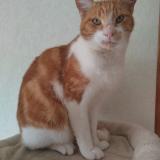 Foto del gato perdido en Ols Et Rinhodes