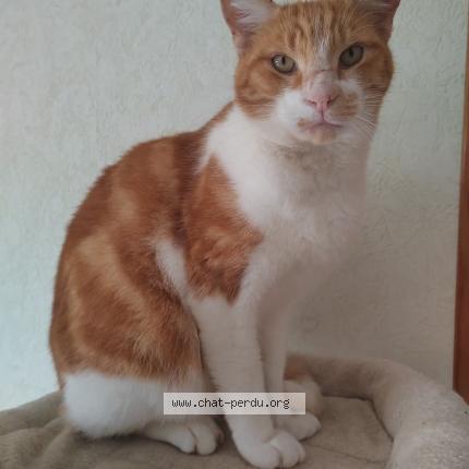 Foto 1/1 Confetti Chat perdido en Ols et rinhodes